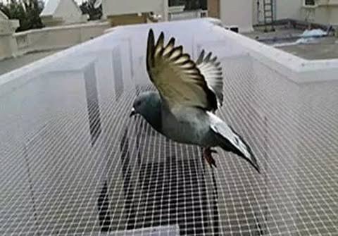 Pigeon Net for Balcony in Ghaziabad